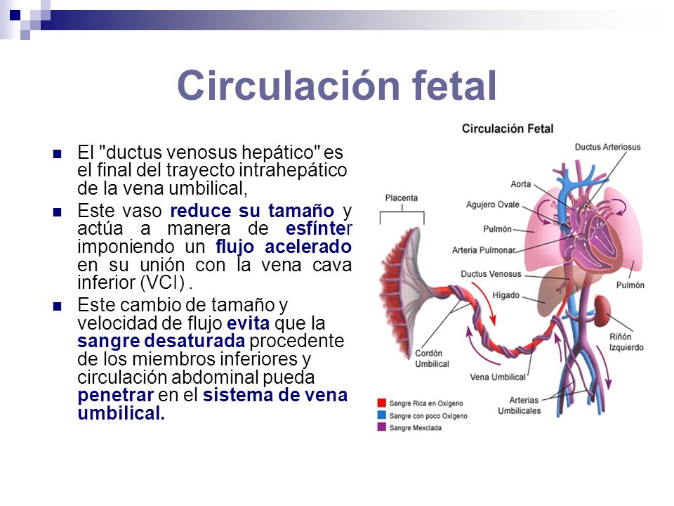 vena y arteria del cordon umbilical
